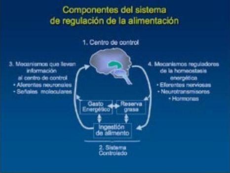 CARACTERÍSTICAS DEL SISTEMA DE REGULACIÓN DE HAMBRE Y SACIEDAD